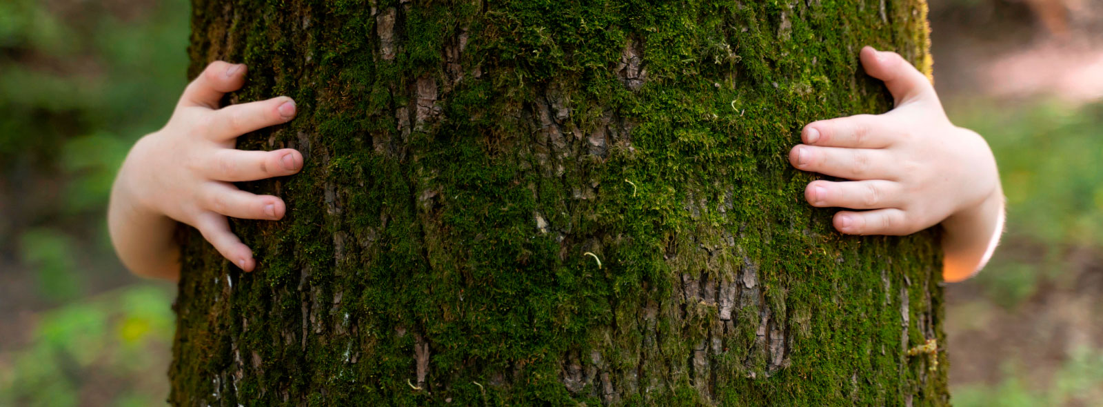 Sostenibilidad - Carglass: manos abrazando el tronco de un árbol verde